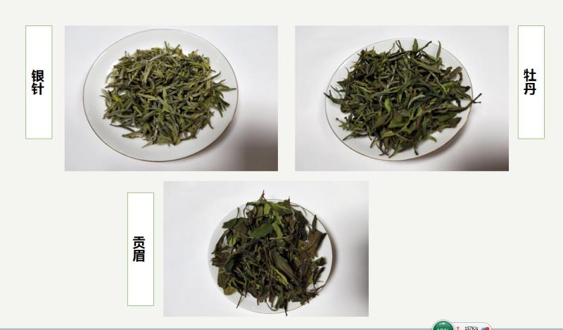 汉中西乡白茶试制成功 填补我省茶品种空白